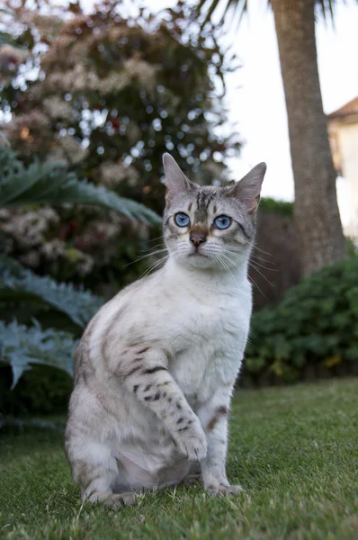 Bengal cat — Stock Photo, Image