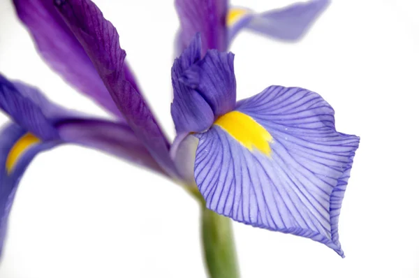 Iris — Stock fotografie