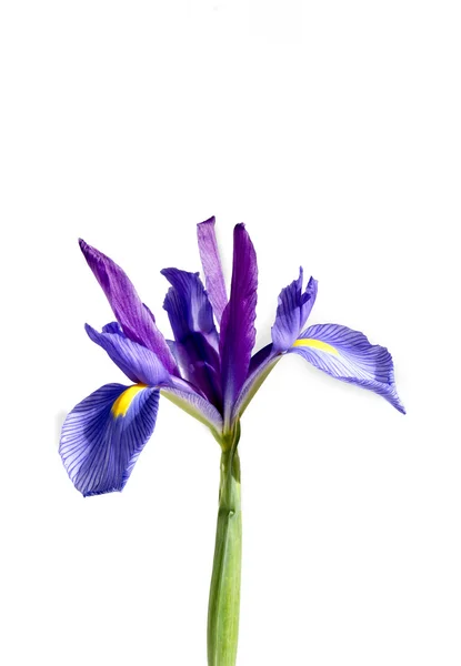 Iris. — Foto Stock