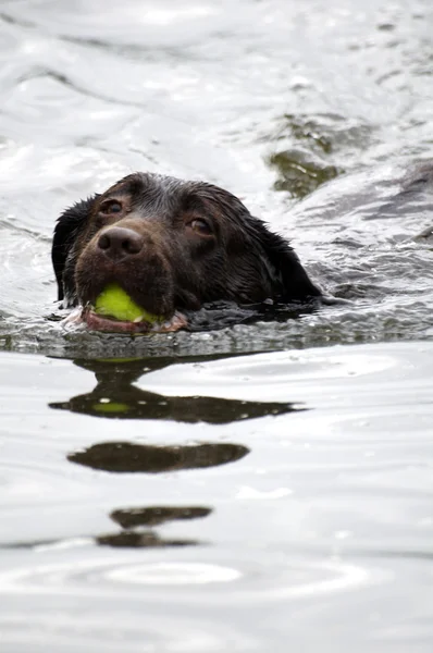 Perro nadador —  Fotos de Stock