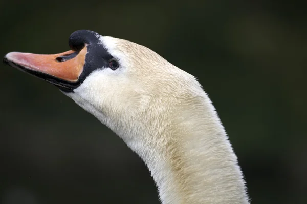 Cisne mudo — Foto de Stock
