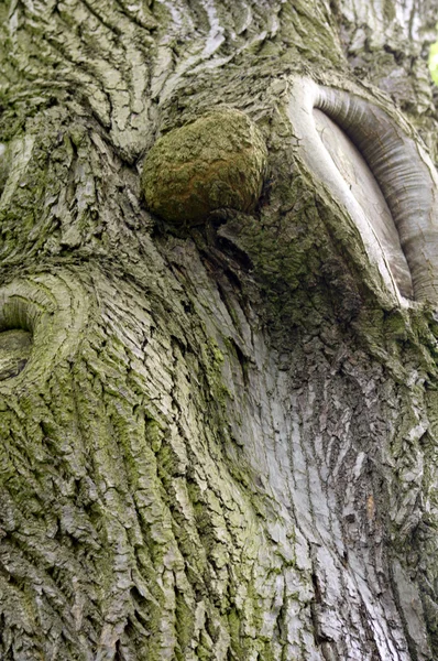 Tronco de árvore — Fotografia de Stock