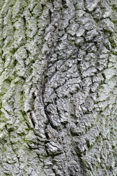 나무 줄기 — 스톡 사진