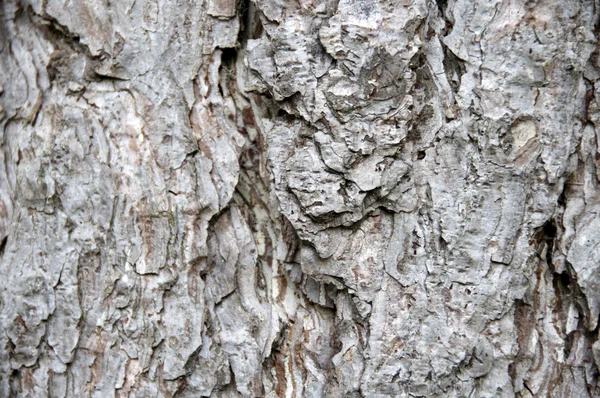 Стовбур дерева — стокове фото