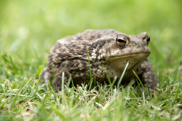 Stock image Frog