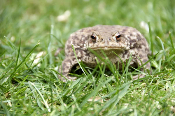 stock image Frog