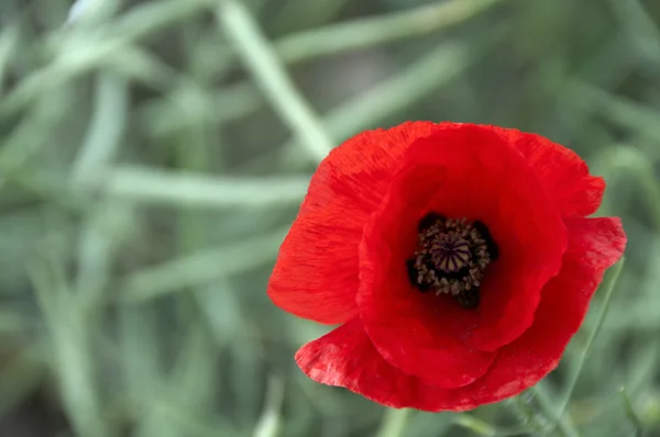 stock image Poppy