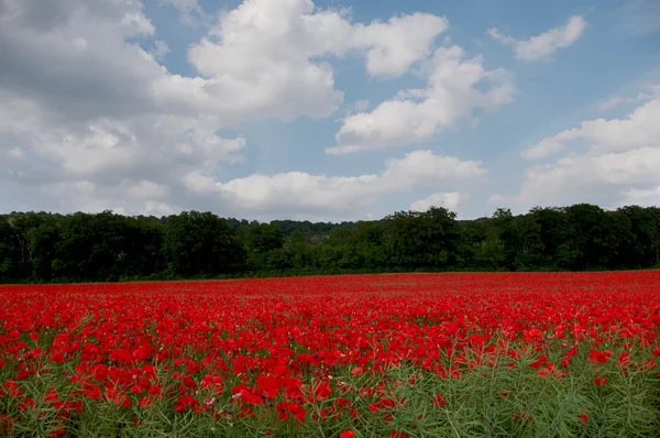 Poppies — Stock Photo, Image