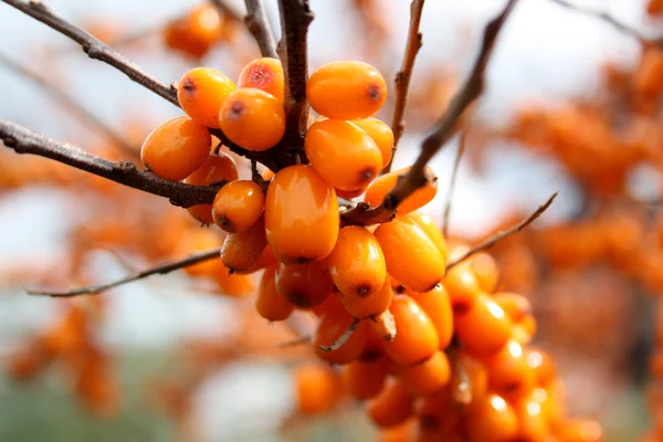 stock image Sea Berries