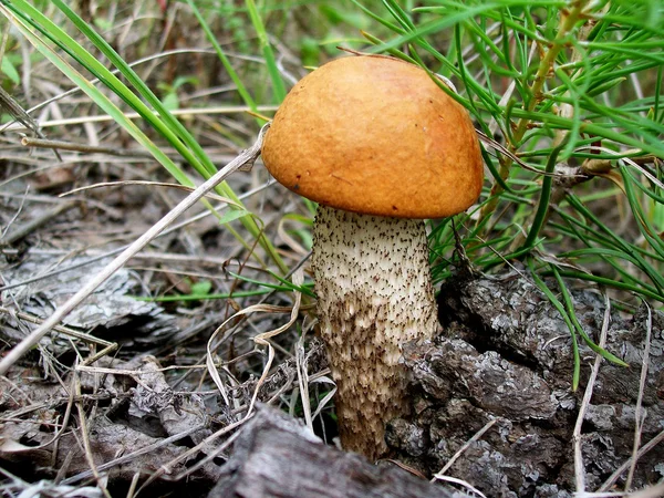 stock image Aspen mushroom