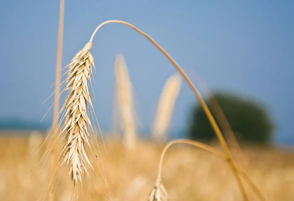 stock image Wheat field