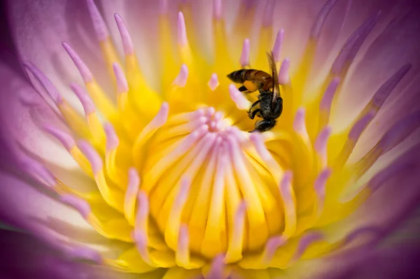 Bee in paarse lotus — Stockfoto