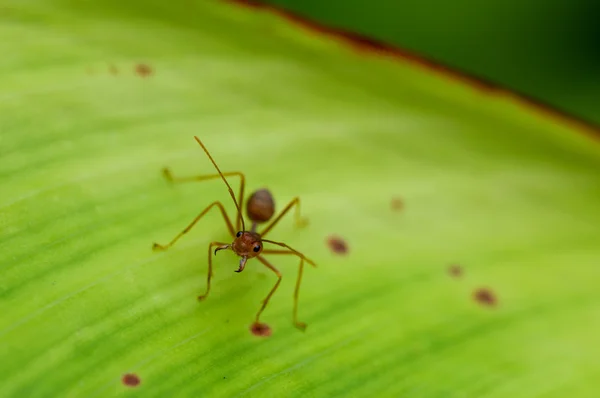 Mravenec na zelený list — Stock fotografie