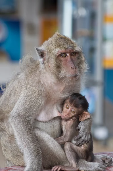 Małą małpką — Zdjęcie stockowe