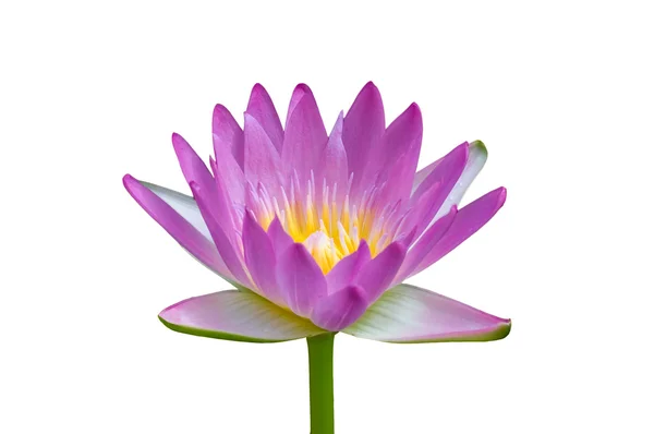 stock image Isolate purple lotus