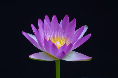 mor lotus