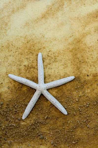 Star fish — Stock Photo, Image