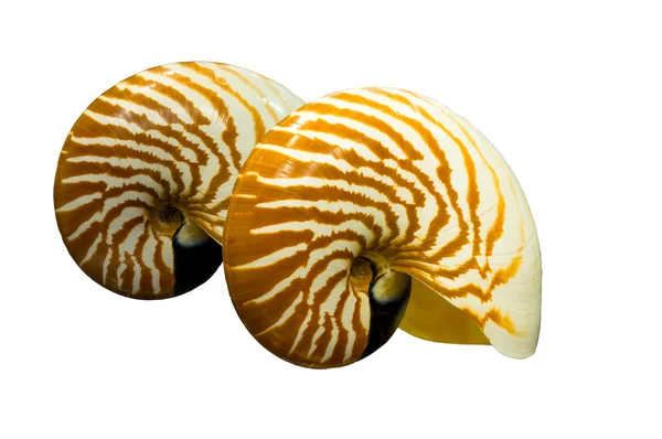 Macromphalus 조개 류 — 스톡 사진