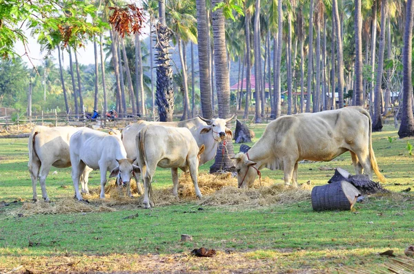 Multidão vaca — Fotografia de Stock
