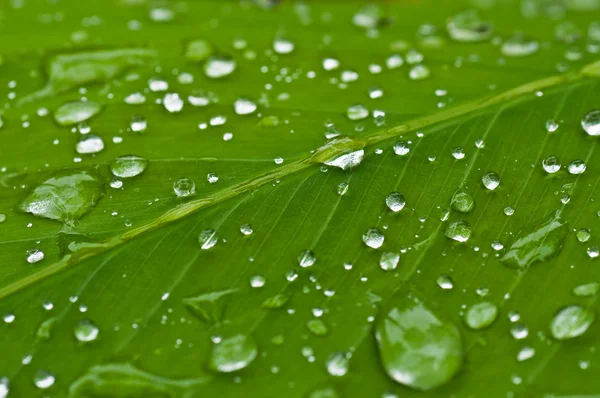 Gocce d'acqua sulla foglia verde — Foto Stock