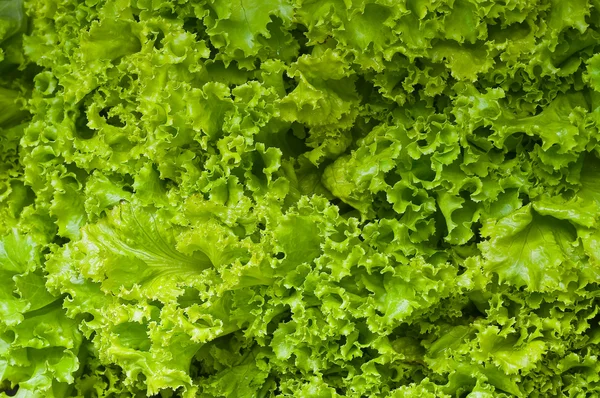 Зелений лист овочів — стокове фото