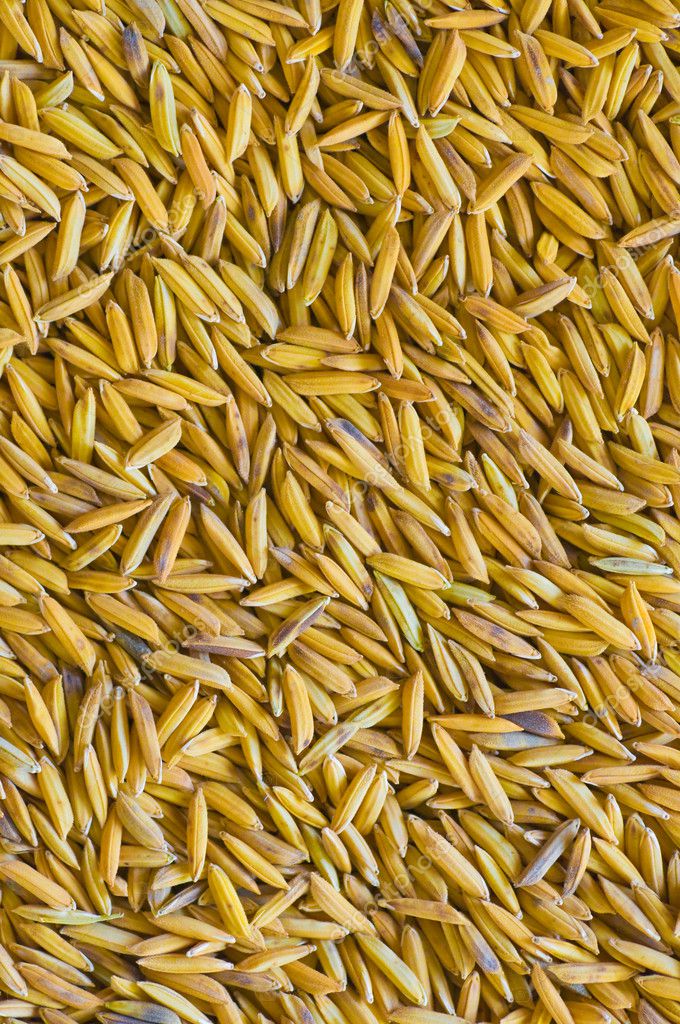 Paddy — Stock Photo © hinnamsaisuy #3874776