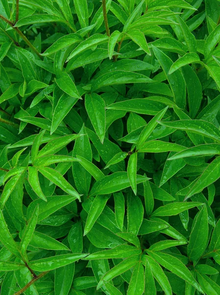 stock image Peony leaves