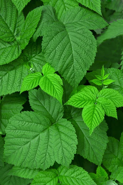 Raspberry leaves Stock Picture