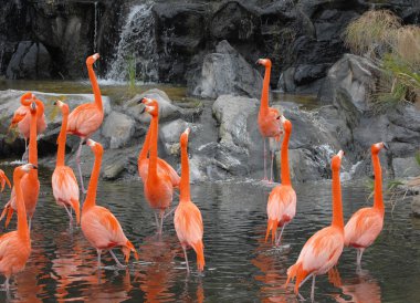 flamingolar gölet