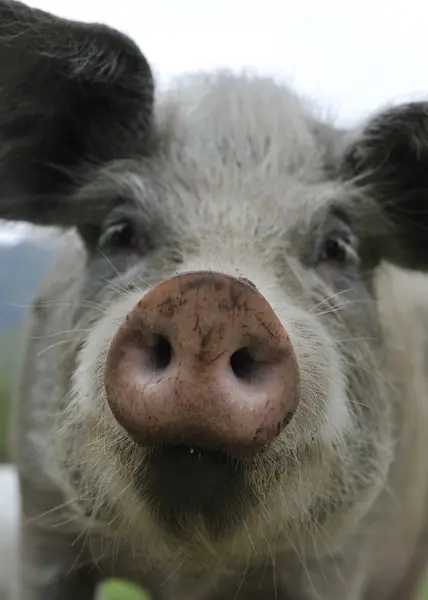 Porco de estimação — Fotografia de Stock