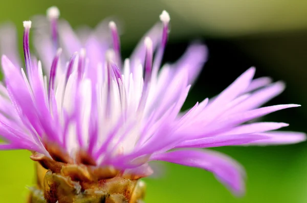 Kwiat natura Zdjęcia Stockowe bez tantiem