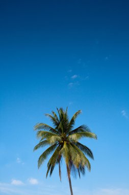 Coconut tree and the blue sky clipart