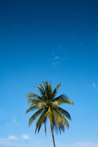 Árbol de coco y el cielo azul — Foto de Stock
