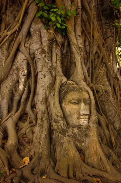 stock image Stone buddha head on the tree root