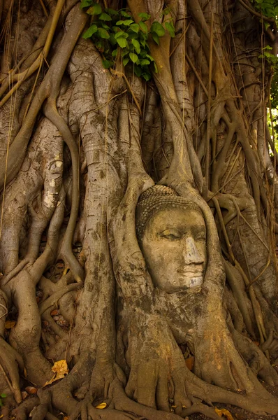 Stock image Stone buddha head on the tree root