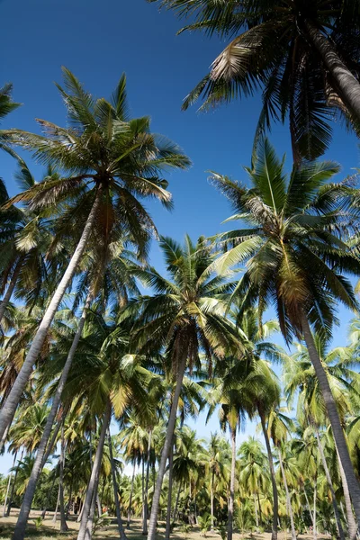 Кокосовое дерево и голубое небо — стоковое фото