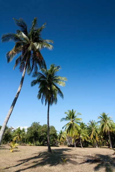 Кокосовые деревья и голубое небо — стоковое фото