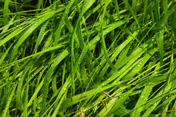 stock image Water drops on green grass