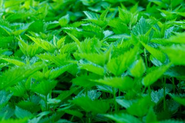 Nettle leaves close-up clipart