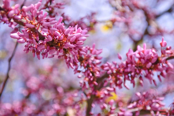 stock image Beautiful Pink Flower Blossom