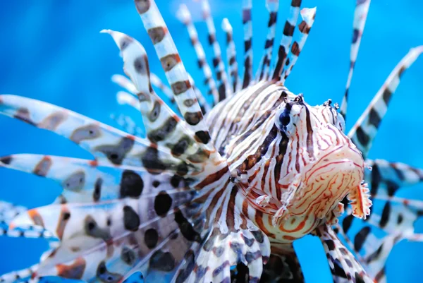 Close-up shot jedovatý živých ryb — Stock fotografie