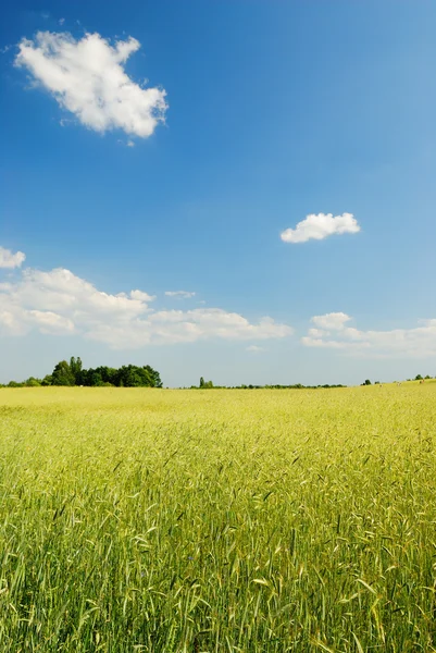 Gelbes Weizenfeld und blauer Himmel auf dem Hintergrund — Stockfoto