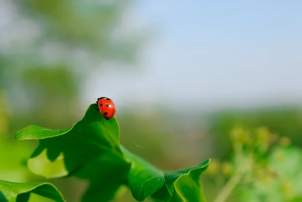 Ladybug on the leaf — стоковое фото