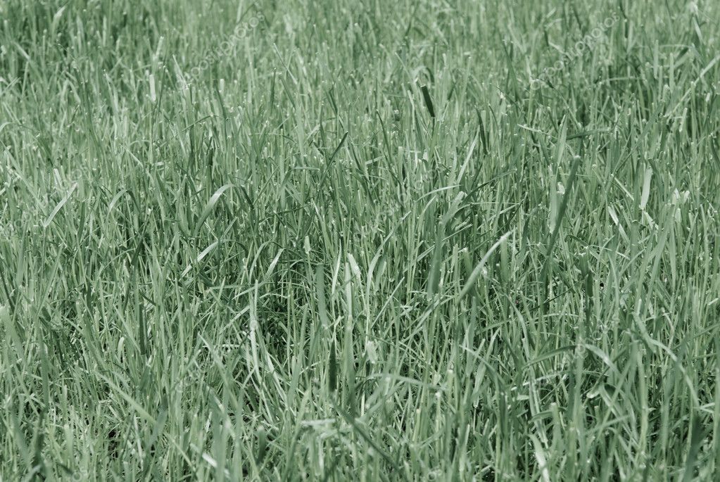 dried grass texture seamless