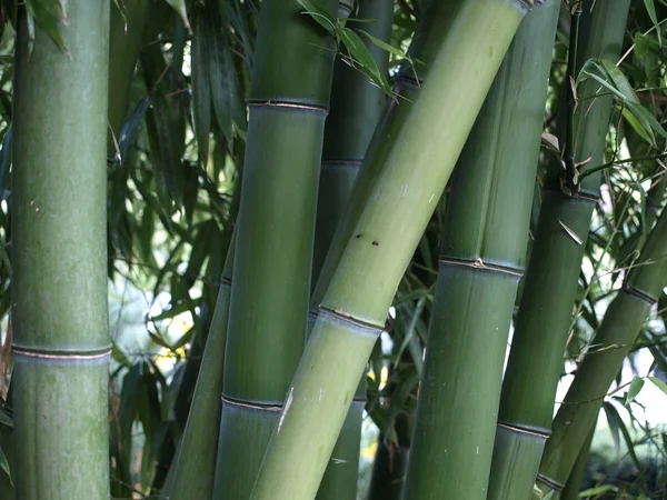 Stock image Bamboo