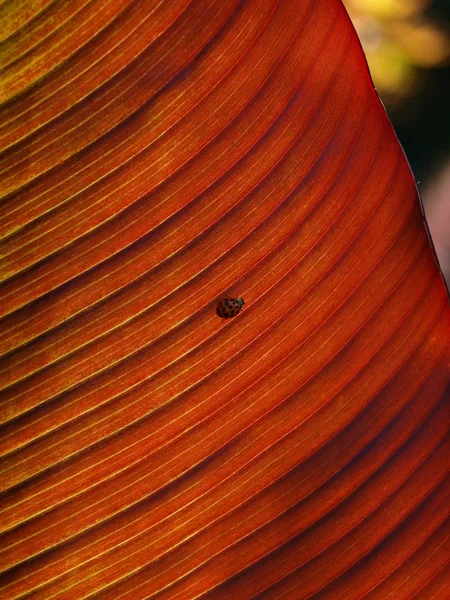 Список и ladybird — стоковое фото