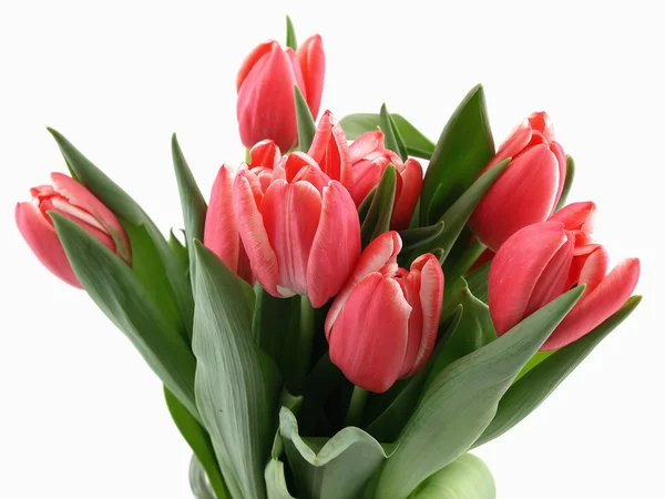 stock image Tulip Bouquet