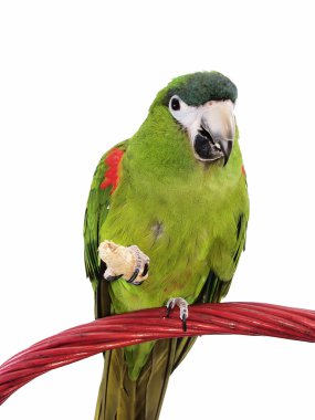 minyatür asil Amerika papağanı 107