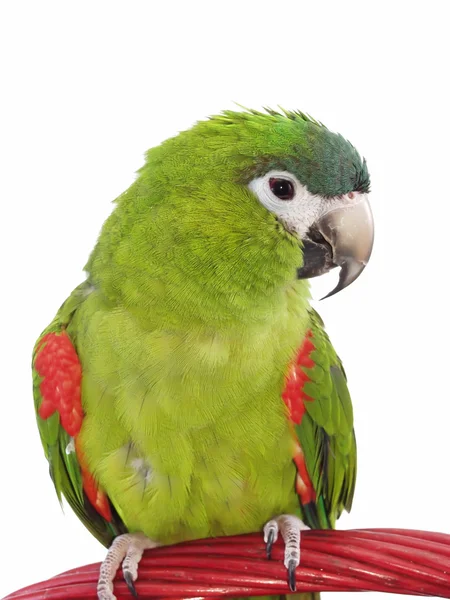 Minyatür asil Amerika papağanı 102 — Stok fotoğraf