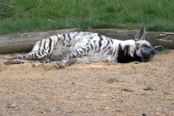 鬣狗睡 — 图库照片